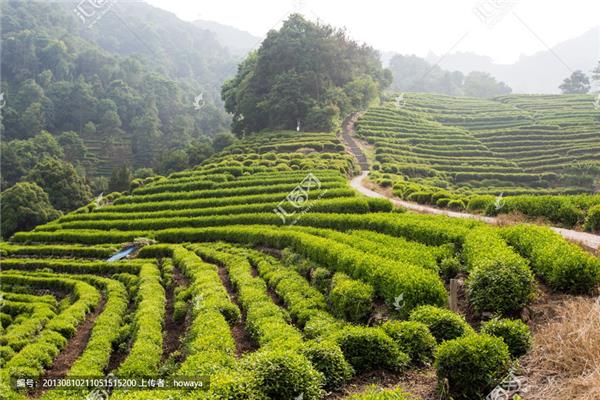 龙井山园