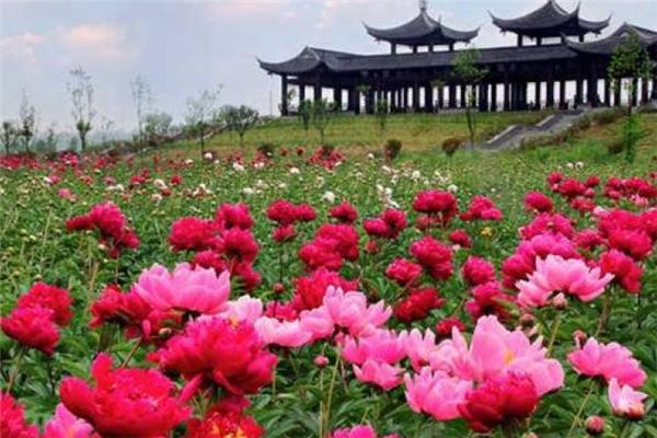 扬州芍药园