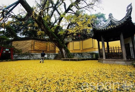双杏寺古银杏