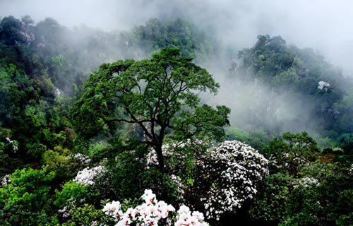 杜鹃山景区