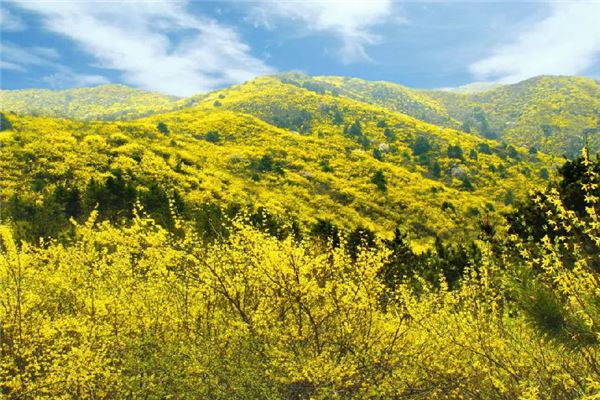 安泽黄花岭