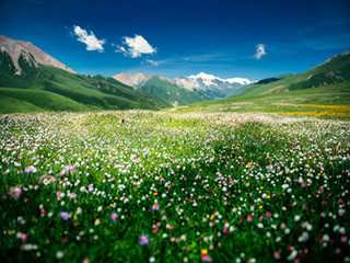 百花坡