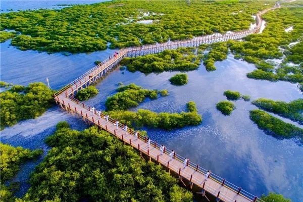金海湾红树林