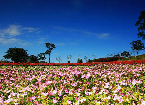 大溪花海农场
