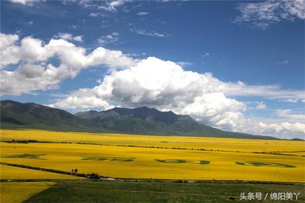 门源油菜花