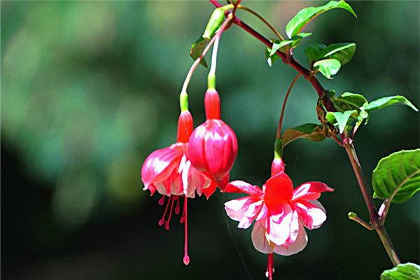 上关花