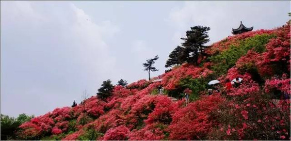 映山红景区