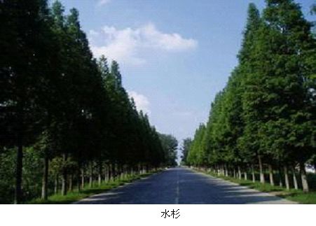 水杉山庄