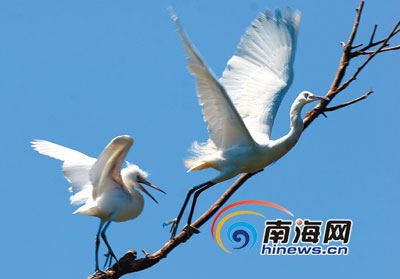 白鹭天堂