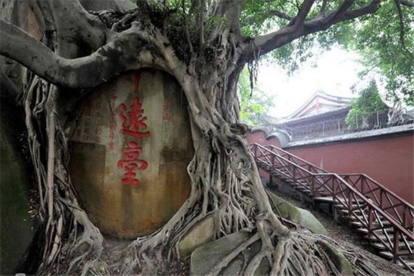 惠来古榕抱石