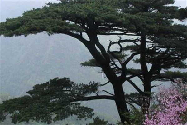 银杉公园