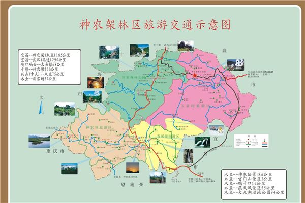 古梭罗树