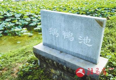 鹅鸭池