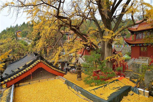 丛柏庵