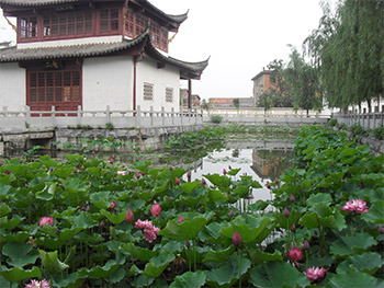爱莲池