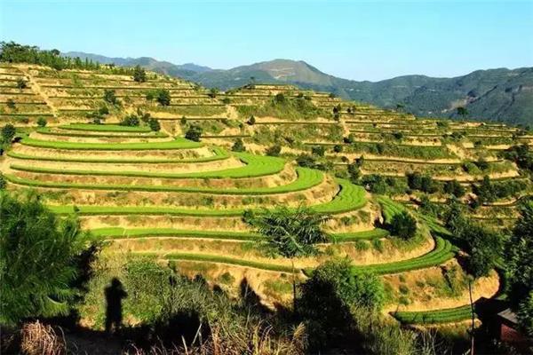 茶都公园