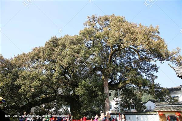 樟潭大樟树