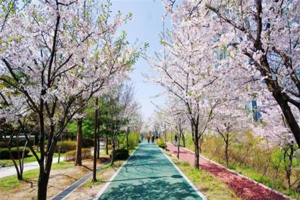 金华樱花公园